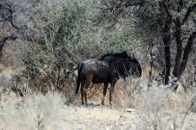 231 - Namibia - Nu - parque nacional de Etosha